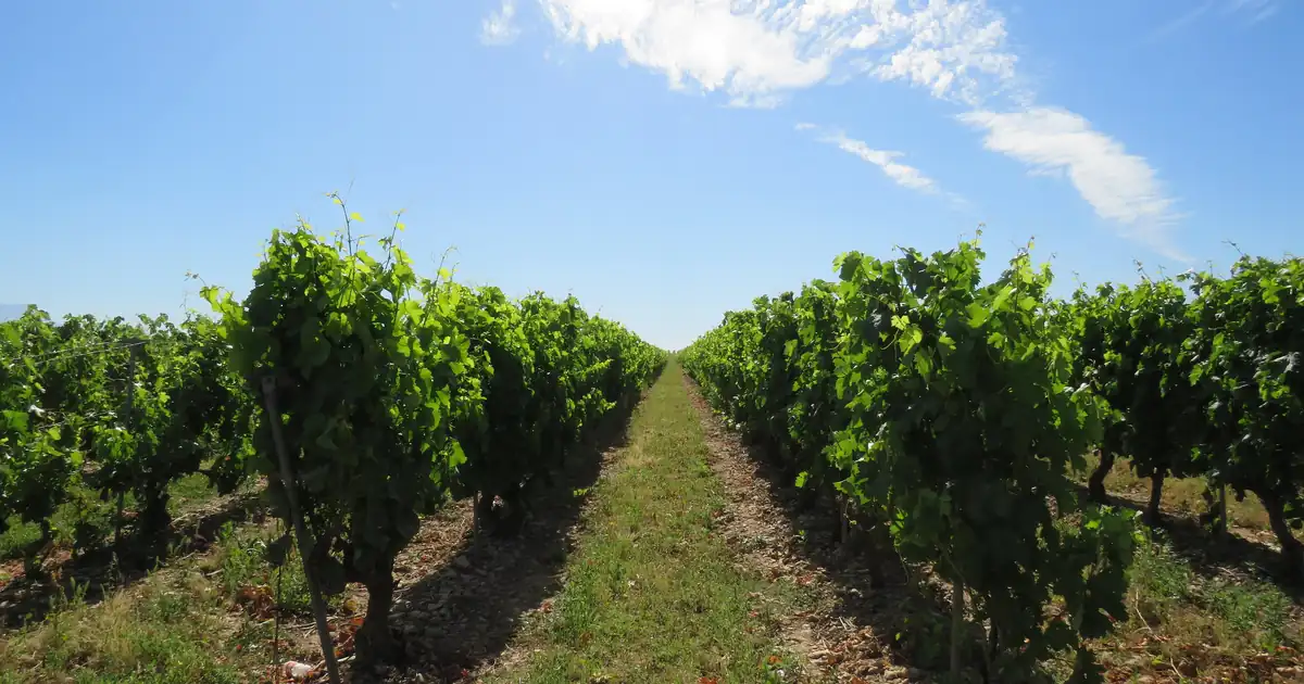 Viñedos en Rodezno, La Rioja — La Rioja