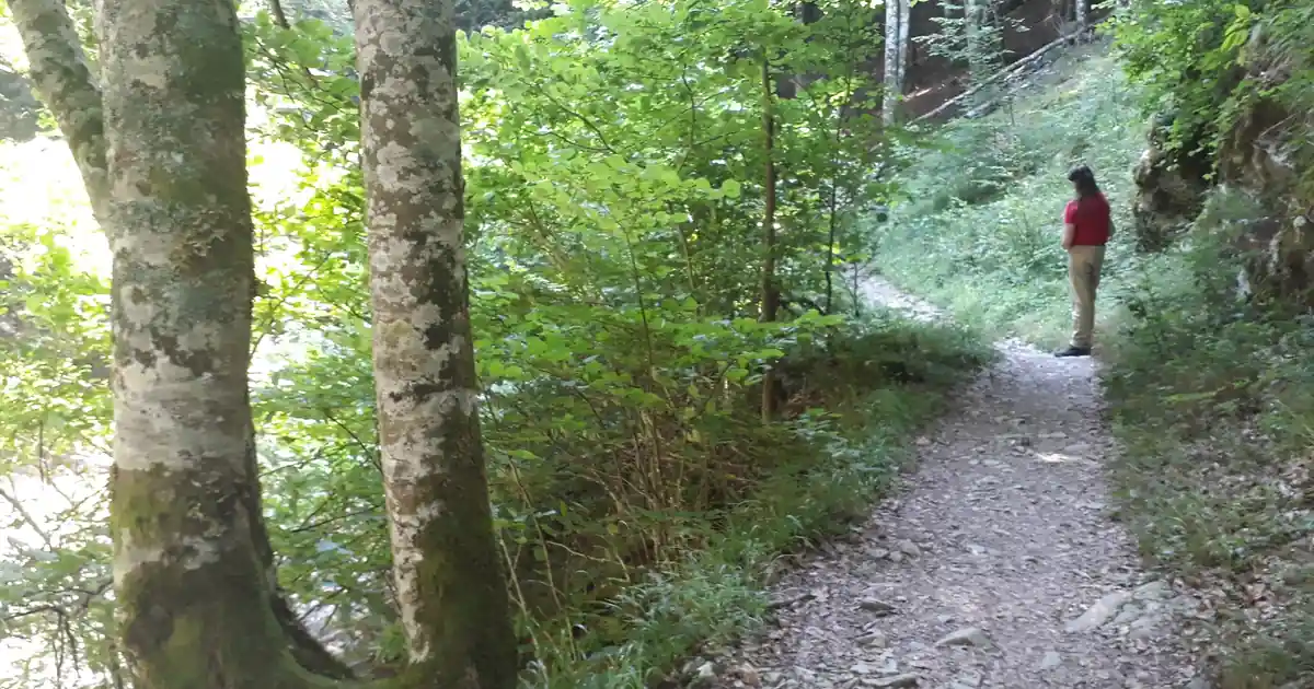 Selva de Irati — Navarra
